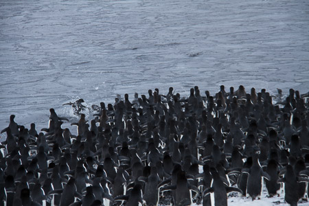 AntL_2012-5206